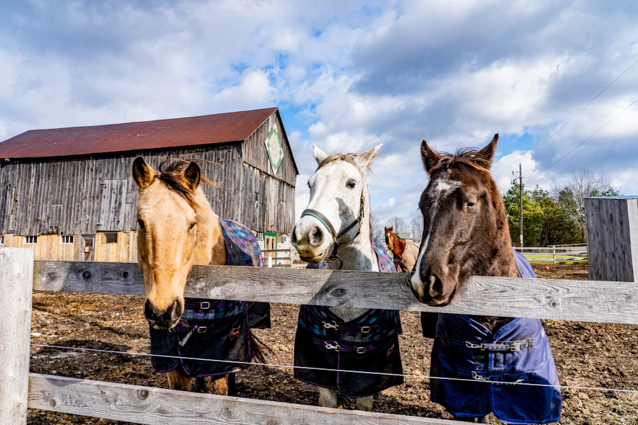 Three horses looking over a wooden board fence near a barn